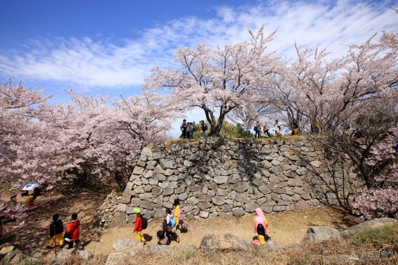 서생포 왜성 내부에는 수많은 벚꽃나무가 심어져 있다. 울산시가 문화재 자료로 지정한 뒤 일각에서는 일본인 관광객들이 찾을 수 있도록 서생포 왜성을 복원해 관광상품으로 만들어야 한다는 주장까지 나왔지만 일본인 관광객은 물론 국내 관광객도 찾지 않는 천덕꾸러기로 전락했다. /사진=울산시 제공