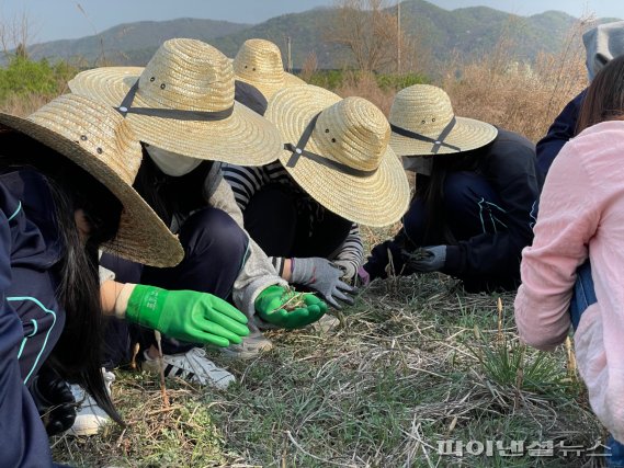 양평군 ‘두물머리 초록단’ 출동!…미국쑥부쟁이 제거