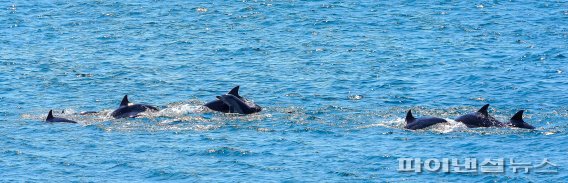 [fn포토] 4월 봄볕에 남방큰돌고래 무리 힘찬 자맥질