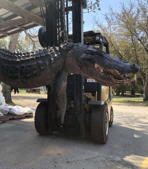 지난 8일(현지시간) 미국 사우스캐롤라이나주에서 잡힌 몸길이 3.65m, 무게 201kg의 거대 악어. 코드레이스 페이스북 갈무리