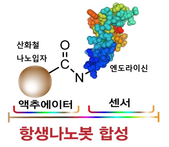 성균관대 의학과 김경규 교수팀이 산화철 나노입자를 합성한 뒤 황색포도상구균에만 달라붙는 엔도라이신이라는 단백질을 코팅해 항생나노로봇을 만들었다. 연구재단 제공