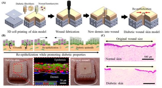 (A) 표피를 형성 과정에서 인공 피부에 프린팅 니들을 삽입하여 상처를 발생시키는 과정. (B) 상처가 있는 인공 피부에서의 표피 형성 확인. (C) 정상 또는 당뇨병 성 상처 피부 모델에서 상처 치유 정도의 비교. POSTECH 제공