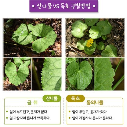 출처: 국립수목원, 헷갈리기 쉬운 산나물과 독초. 행안부 제공
