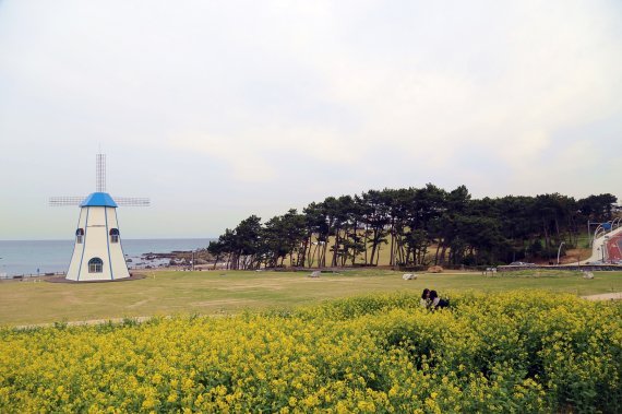 간절곶 유채밭