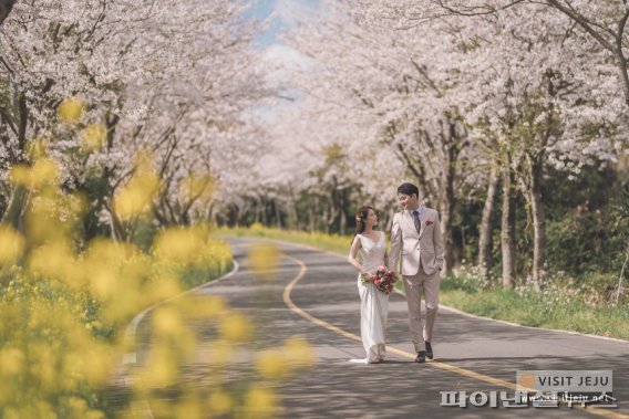 제주 서귀포시 성산읍 신풍리 벚꽃길. 여행기업 스카이스캐너가 3월부터 4월 내에 출발 예정인 항공권 검색 데이터를 분석한 결과, 올 봄 인기 여행지는 제주, 부산, 서울 순으로 나타났다. [사진=제주관광공사]