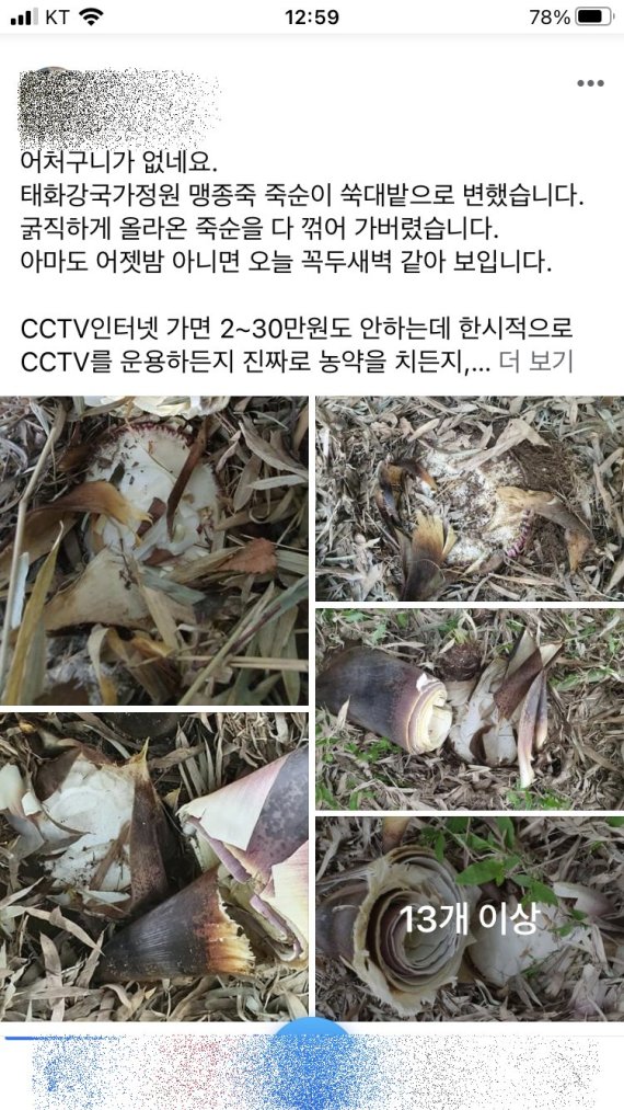 감시단 비웃는 죽순 절도, 울산 태화강 국가정원 '쑥대밭'