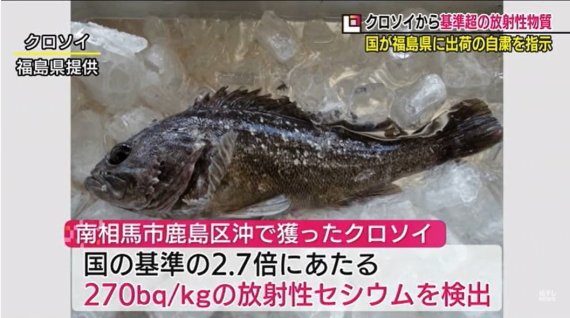 일본 후쿠시마 앞바다에서 기준치를 초과하는 방사성 세슘이 포함된 생선이 4월 20일 또 다시 잡혔다. <현지 방송 화면 캡처>.뉴스1