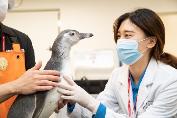지난 7일 서울 송파구 롯데월드 아쿠아리움에서 아기 훔볼트 펭귄이 봄 맞이 건강검진을 받고 있다. /뉴스1