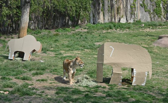 서울대공원에 있는 동물들이 LG전자 가전제품의 포장 박스로 만든 놀이도구를 가지고 놀고 있다. LG전자 제공