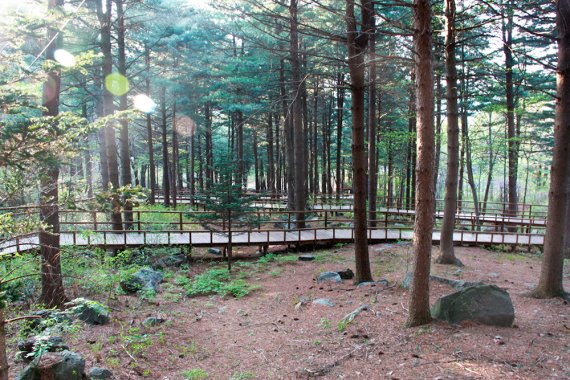 국립청태산자연휴양림, ‘숲에 사랑을 더하다’ 어린이날 행사