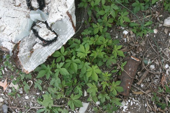 유부도에서 발견된 환삼덩굴 *재판매 및 DB 금지