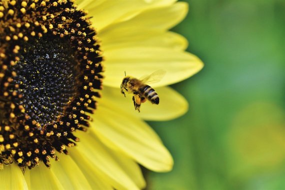 [두유노우] 사라지는 꿀벌.. 인류 생존 위협한다?