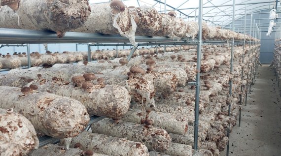 증평군이 증평읍 사곡리에 버섯재배단지를 조성한다. 사진은 버섯재배단지 내부.(증평군 제공) © 뉴스1