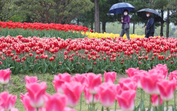 대전 유성구 유림공원에 핀 튤립 사이로 시민들이 우산을 쓰고 지나고 있다. /뉴스1 © News1 김기태 기자