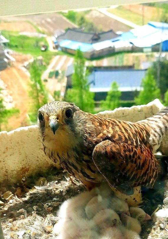 아파트 베란다에 둥지를 튼 황조롱이.(경주시 제공) © 뉴스1