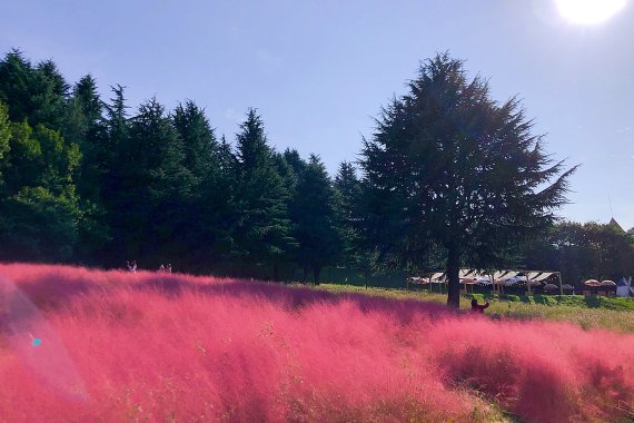 '인생 꽃 사진관' 핑크뮬리 가든