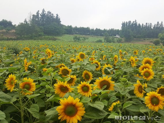 항몽유적지 해바라기 [사진=제주도]/fnDB