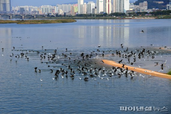 울산 국제철새도시에 인증.. 생태적 가치 우수성 공인