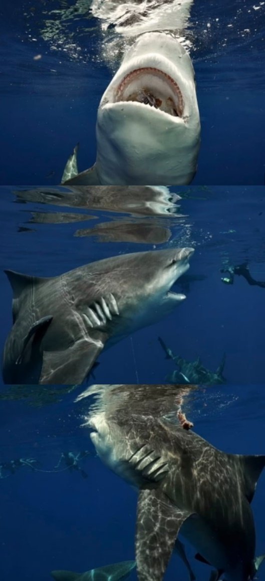 거대한 황소상어. (데일리메일 갈무리) © 뉴스1