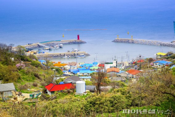 야생화 천국 안산 풍도. 사진제공=안산시