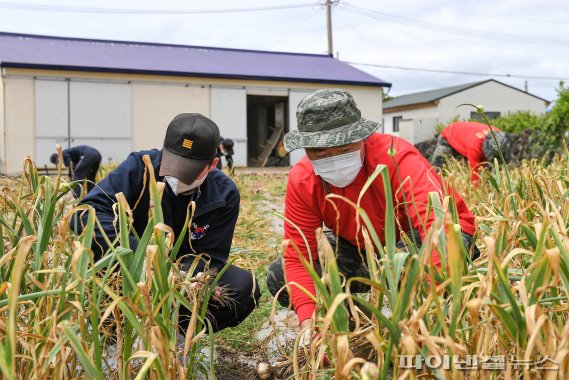 해군·해병대·공군 1800명, 제주 마늘수확 현장으로