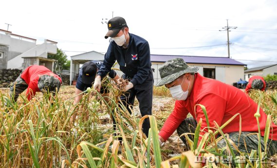 해군·해병대·공군 1800명, 제주 마늘수확 현장으로