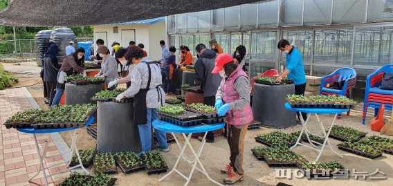 의정부시 백일홍 모종 5만주 공급…시민 힐링↑