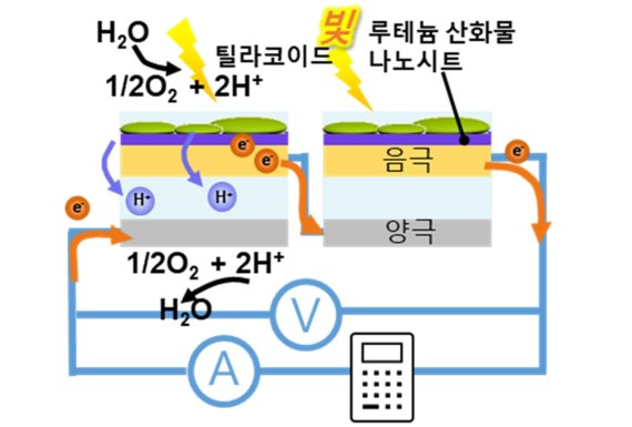 광합성으로 전기 만들었다