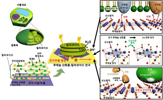 루테늄 산화물 나노시트를 전극에 적용하고 그 위에 시금치에서 추출한 '틸라코이드'가 빛을 받아 광합성 전자를 만들어내는 발전기로 사용해 기존 금속전극보다 광합성 전자 추출을 향상시켰다.<div id='ad_body3' class='mbad_bottom' ></div> 연세대 홍현욱 박사후연구원 제공