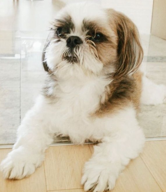 [서울=뉴시스]성유리 반려견 '잉잉이' (사진 = 성유리 SNS) 2021.5.19. photo@newsis.com