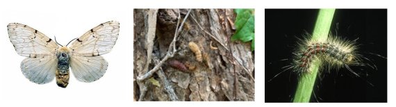 지난해부터 월동난 집중제거로 매미나방 유충 발생 면적이 전년보다 감소했다. 매미나방 생활사. © 뉴스1