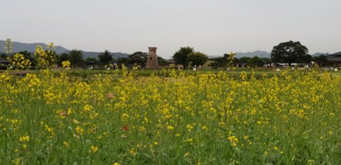 경주 첨성대 주변 유채 꽃단지