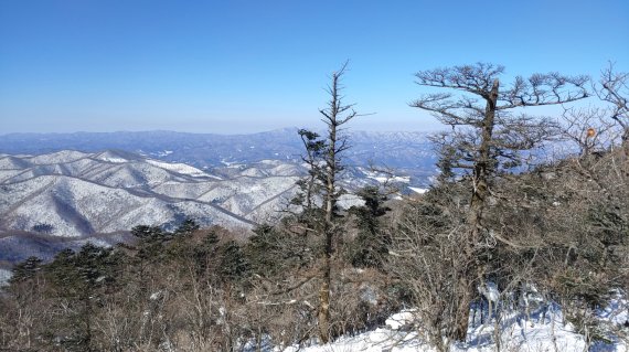 "숲에서 일상회복"…산림청,국유림 명품숲 5곳 선정