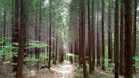 "숲에서 일상회복"…산림청,국유림 명품숲 5곳 선정