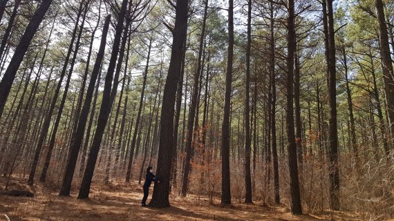 "숲에서 일상회복"…산림청,국유림 명품숲 5곳 선정