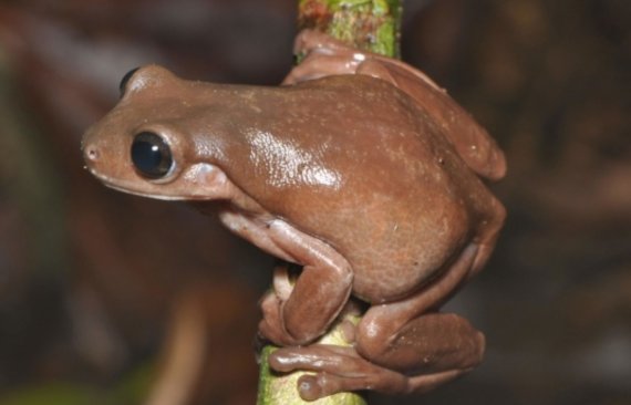 호주 북부 뉴기니 섬에서 발견되 초콜릿 개구리(트위터 갈무리). © 뉴스1