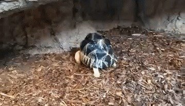 미국 테네시 수족관에 살고 있는 방사 거북 '터닙'이 샤워 물줄기를 맞으며 춤을 추고 있다. (CNN 갈무리) © 뉴스1