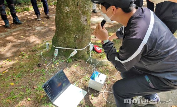 비파괴 장비를 이용한 수목 부후(부패) 진단.