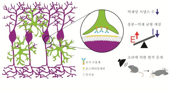 시냅스 불균형이 뇌질환 일으킨다