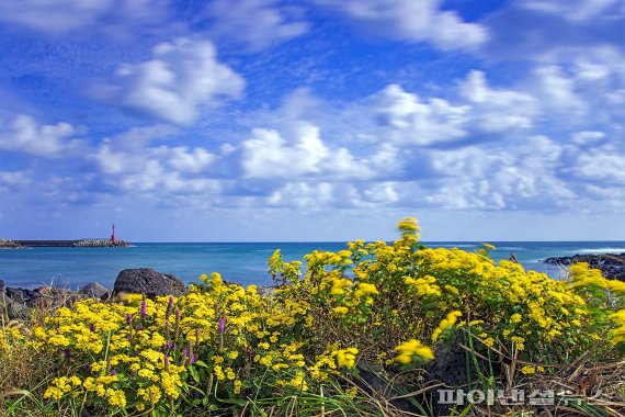 김상식_감국의 미소