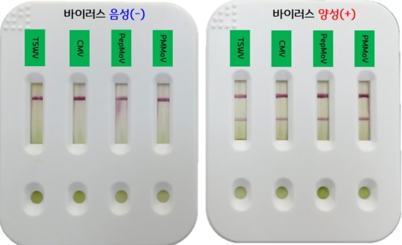 바이러스 진단키트 14년간 작물피해 6570억원 절감