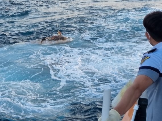 [제주=뉴시스] 제주해양경찰서가 지난 5일 제주시 건입동 제주항 앞 해상에서 발견된 남방돌고래 사체를 예인하고 있다. (사진=제주해양경찰서 제공) 2021.0606. photo@newsis.com *재판매 및 DB 금지