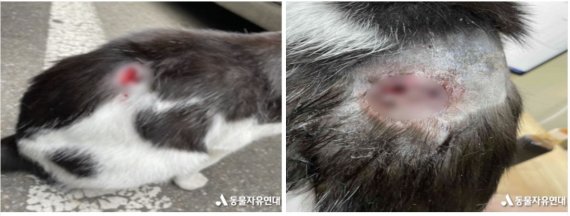 동물자유연대는 최근 서울 구로구 한 아파트에서 담뱃불에 화상을 입은 것으로 추정되는 길 고양이를 발견해 관련 내용을 경찰에 고발했다. / 사진=뉴시스(동물자유연대 페이스북 갈무리)