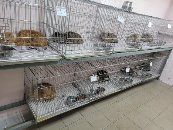 부산 부산진구 당감동 한 아파트에서 발견된 고양이 14마리가 구조돼 유기동물 보호소에 맡겨졌다.(부산진구청 제공) © 뉴스1