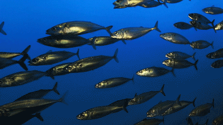 등 푸른 생선 속 오메가-3 지방산이 탈모 관리에 도움 될 수 있다. 출처 Giphy