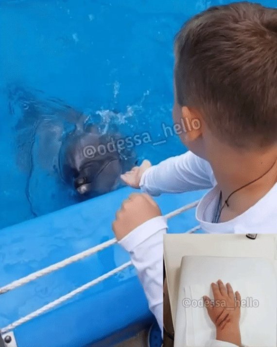 우크라이나의 한 수족관에서 돌고래가 6살 남자아이의 손을 음식으로 착각해 물었다. (인스타그램 odessa_hello 갈무리) © 뉴스1