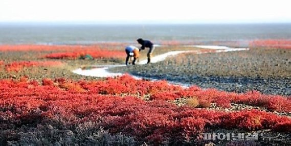 소금기가 많은 땅에서 자라는 염생식물 /사진=fnDB