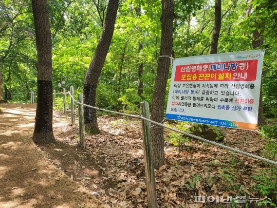 과천시 매미나방 등 돌발해충 방제. 사진제공=과천시