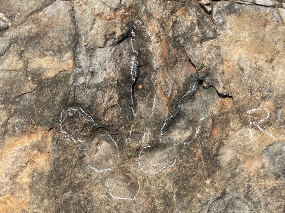 1억년 전 공룡 발자국 발견 "발가락 마디까지..."