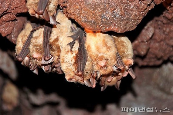 황금박쥐가 사는 한라산 구린굴·평굴…2만년 전에 형성